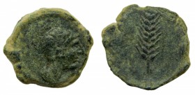HISPANIA ANTIGUA Iberia - Searo (El Palnar de Troya, Sevilla) (siglos II-I aC). Semis. ACIP 2424. 5,9 g. Escasa.
mbc