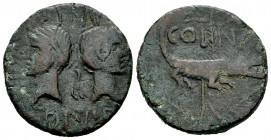 Augusto y Agripa. As. 14 d.C. Nimes. (Spink-1731). (Ric-159). Anv.: Bustos opuestos de Augusto y Agripa desnudo. Rev.: COL NEM. Cocodrilo encadenado a...