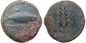 1ª mitad s. II aC-S. I aC. Ilipense. Alcalá del Río (Sevilla). As. Ae. 17,96 g. BC. Est.120.
