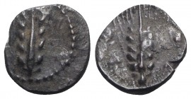 Southern Lucania, Metapontion, c. 440-430 BC. AR Obol (7mm, 0.47g). Barley ear. R/ Barley ear. HNItaly 1501; SNG ANS -. Toned, VF