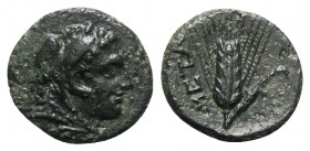 Southern Lucania, Metapontion, c. 300-250 BC. Æ (14mm, 2.51g, 5h). Head of Herakles r., wearing lion's skin headdress. R/ Ear of barley. Johnston Bron...