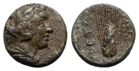 Southern Lucania, Metapontion, c. 300-250 BC. Æ (13mm, 2.88g, 6h). Head of Herakles r., wearing lion's skin headdress. R/ Ear of barley. Johnston Bron...