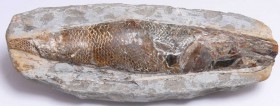 Fossile de poisson
Important fossile de poisson pris dans sa matrice de pierre. Ecailles bien visibles. 115 mm.