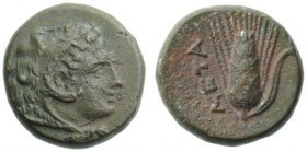 Lucania, Metapontion, Bronze, c. 300-250 BC; AE (g 3,22; mm 13; h 3) ; Head of Herakles r., wearing lion skin, Rv. META, barley ear. HNItaly 1696; Joh...