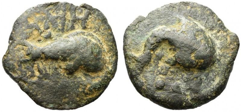 Picenum, Hatria. 
Teruncius III century BC, Æ 48 mm, 84.22 g. Fish (stingray) r...