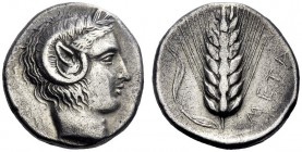  Greek Coins   Metapontum  Nomos circa 430-400, AR 6.18 g. Head of Apollo Carneios r. Rev. Ear of barley. Johnston-Noe 337. Historia Numorum Italy 150...