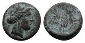 Southern Lucania, Metapontion, c. 300-250 BC. Æ (13mm, 2.98g, 5h). Wreathed head of Demeter r. R/ Grain ear with stem to r.; fly to r. Johnston Bronze...