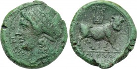 CAMPANIA. Cales. Ae (Circa 265-240 BC).