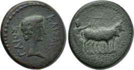 LYDIA. Tralles (as Caesarea). Caius (Caesar, 20 BC-4 AD). Ae.