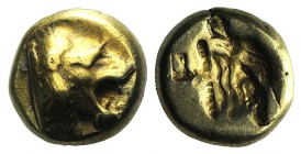 Lesbos, Mytilene, c. 521-478 BC. EL Hekte – Sixth Stater (9mm, 2.50g, 12h). Head of roaring lion r. R/ Incuse head of calf r., within rectangular punc...