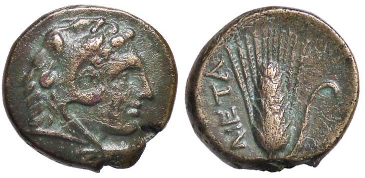 GRECHE - LUCANIA - Metaponto - AE 16 - Testa di Eracle a d. /R Spiga d'orzo, a s...