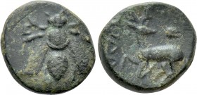 IONIA. Ephesos. Ae (4th century BC). Apoll[...], magistrate.