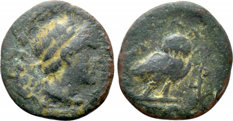 IONIA. Lebedos-Ptolemais. Ptolemy III Euergetes (246-222 BC). Ae. Pantagnotos, m...
