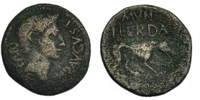ILERDA. Augusto (27 a.C.-14 d.C.). As. A/ Cabeza a der. R/ Loba a der.; encima MVN/ILERDA. I-1487. RPC-260b. BC+.
