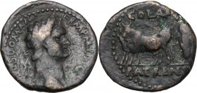 Domitian (81-96). AE Assarion. Patrae mint (Achaea). D/ CAES DOM AVG GERM P M [...]. Laureate head right. R/ COL A A PATRENS. Pontiff, holding vexillu...