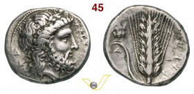 LUCANIA - Metapontum (330-320 a.C.) Statere. D/ Testa laureata di Zeus R/ Spiga d'orzo; sulla foglia un sileno accucciato. SNG ANS 451 Noe-Johnston A ...