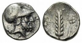 Southern Lucania, Metapontion, Stater, ca. 340-330 BC. AR (g 7,65; mm 21; h 9). Ami-, magistrate. Helmeted head of Leukippos r.; to l., dog seated l.;...