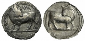 Southern Lucania, Sybaris, Stater, ca. 550-510 BC; AR (g 8,03; mm 30; h 12). VΛ, Bull standing l., looking backwards; above, MV (retrograde); Rv. Same...