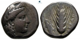 Lucania. Metapontion circa 330-290 BC. Nomos AR