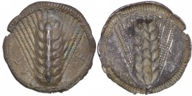 Lucania, Metapontion. Circa 540-510 BC. AR Nomos (29mm, 7.78g, 12h). Ear of barley with seven grains; ME up right field, AT down left field / Incuse e...