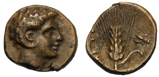 Lucania, Bronze, Metapontion, c. 300-250 BC AE (g 1,00 mm 10 h 8) Head of Apollo...
