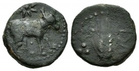 Ituci. Semis. 150-50 a.C. Tejada la Vieja (Sevilla). (Abh-1608). Anv.: Toro a derecha, encima estrella. Rev.: Espiga a derecha, debajo ITVCI. Ae. 3,55...