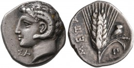 LUCANIA. Metapontion. Circa 330-290 BC. Diobol (Silver, 11 mm, 1.16 g, 2 h). Head of Apollo Karneios to left, with ram's horn over his ear; below chin...