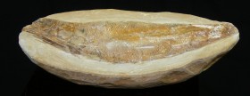 Fossile de poisson
Important fossile de poisson pris dans sa matrice de pierre. Ecailles bien visibles. Dimensions : 125 * 50 mm.