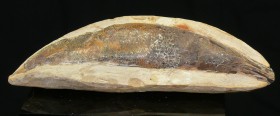 Fossile de poisson
Important fossile de poisson pris dans sa matrice de pierre. Ecailles bien visibles. Dimensions : 140 * 45 mm.