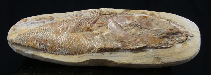 Fossile de poisson
Important fossile de poisson pris dans sa matrice de pierre....