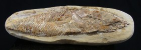 Fossile de poisson
Important fossile de poisson pris dans sa matrice de pierre. Ecailles bien visibles. Dimensions : 130 * 40 mm.