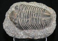 Fossile de Trilobite - Ere Primaire, du Cambrien au Permien
Grand fossile, provenance Maroc. Dimensions : 125 * 76 mm.