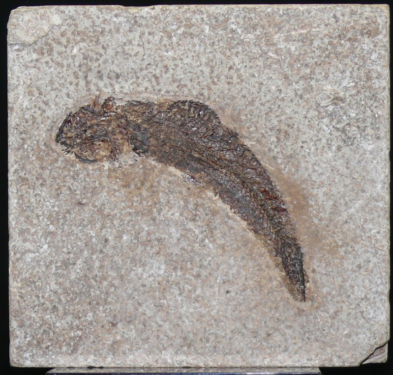 Plaque calcaire avec fossile de poisson - Eocène
Très belle plaque (14*15 cm) c...