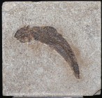 Plaque calcaire avec fossile de poisson - Eocène
Très belle plaque (14*15 cm) calcaire avec un fossile de poisson (Diplamystus) de 14 cm de longueur,...