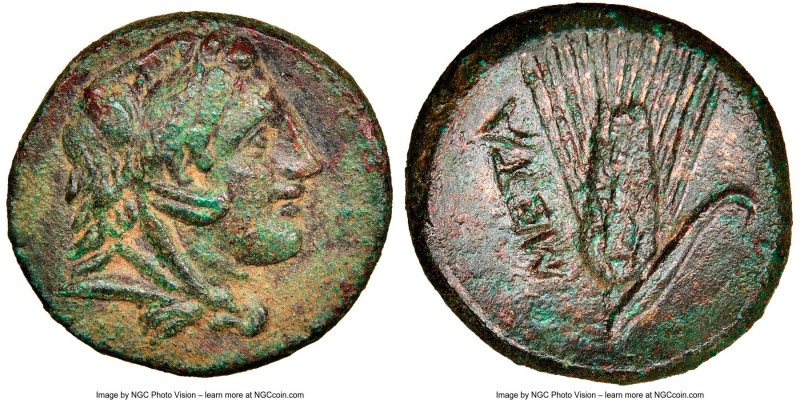 LUCANIA. Metapontum. Ca. 300-250 BC. AE (16mm, 2.95 gm, 11h). NGC Choice XF 5/5 ...