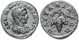 Römische Münzen. 
Kolonien und Provinzen. 
Thrakia/Pautalia, Caracalla, 198-217. AE 18, 4,40 g, belorb., gepanz. Bü. re./Weintrauben an Rebzweig. . ...