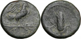 Greek Italy. Southern Apulia, Azetium. AE 16 mm. c. 300-275 BC. Eagle standing right on thunderbolt, wings open. / Ear of barley with leaf at right; a...