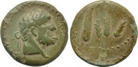 MOESIA. Kallatis. Ae (3rd-2nd centuries BC).