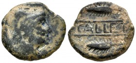 Callet. As. 50 a.C. El Coronil (Sevilla). (Abh-434). (Acip-2412). Anv.: Cabeza de Hércules con piel de león a derecha. Rev.: Dos espigas a izquierda, ...