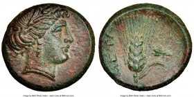 LUCANIA. Metapontum. Ca. 300-250 BC. AE (15mm, 2.76 gm, 7h). NGC MS 4/5 - 4/5. Head of Demeter right, hair loose and wreathed in grain ears, wearing p...