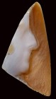 A rare fragment of an  unfinished large roman agate cameo. Imperial portrait.