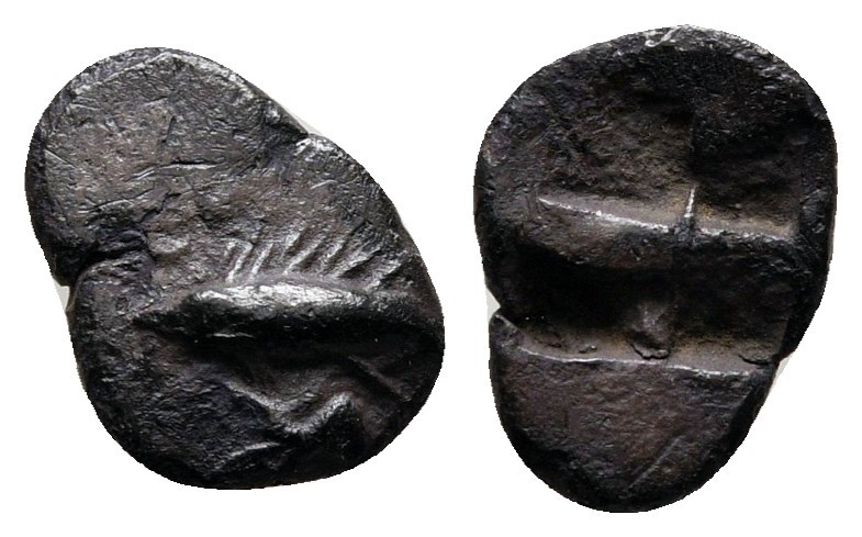 Mysia. Kyzikos circa 520-480 BC. 
Hemiobol AR

10 mm., 0,42 g.



very fi...