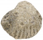 Griechen
 muschelförmiges Bleigewicht zu 1/8 Mine, auf der Oberfläche etwas abgeflacht, feine Sandpatina 50.03 g. selten ss