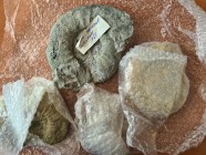 Sonstiges
 Konvolut Riesenammoniten aus Eichstätt und Solnhofen, 4 Stück, vermutlich Jura, gekauft auf der Fossilien- und Mineralienbörse München