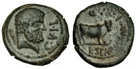 KELSE-CELSA. Semis de transición. A/ Cabeza barbada a der., detrás: clava; C. V. I. L. R/ Toro a der.; L. SEMP. MAX. M. CAEC. AED. AE 7,0 g. I-801. PP...