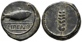 ILIPENSE (Alcal\u00e1 del R\u00edo, Seville). Semis. (Ae. 10.25g \/ 25mm). 120-20 BC Anv: Shad on the right, below legend: ILIPENSE. Rev: Spike. (FAB-...