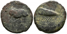 OSTUR (Carmona, Seville). As. (Ae. 12.03g \/ 30mm). 150-50 BC Anv: Wild boar on the right, below legend: OSTVR. Rev: Acorn between two palms on the ri...