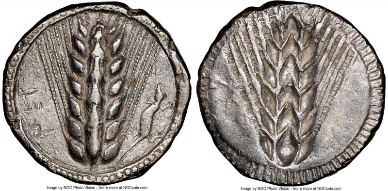 LUCANIA. Metapontum. Ca. 510-470 BC. AR stater (24mm, 7.48 gm, 12h). NGC Choice ...