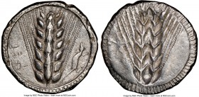 LUCANIA. Metapontum. Ca. 510-470 BC. AR stater (24mm, 7.48 gm, 12h). NGC Choice XF 5/5 - 3/5. MET, barley ear of seven grains; lizard to right / Incus...