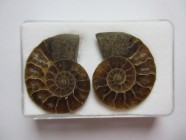 Small Ammonite, 5 cm